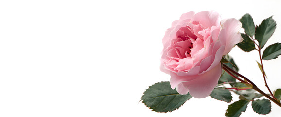 Pink rose stands on white, soft light. Use for wedding invitation, floral design, branding, background, poster, product photo, social media, beauty projects.