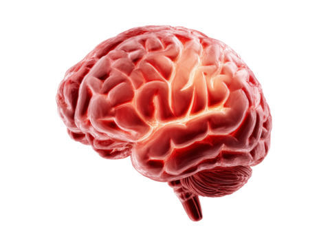 Human brain anatomy 3d medical illustration red, Isolated On White Background, Png Transparent