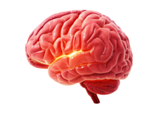 Human brain anatomy 3d model medical illustration, Isolated On White Background, Png Transparent