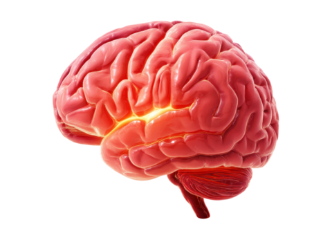 Human brain anatomy 3d model medical illustration, Isolated On White Background, Png Transparent