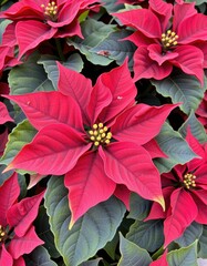 Obraz premium Vibrant Red Poinsettia Flowers Surrounded by Lush Green Leaves in Natural Setting
