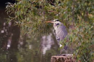 A grey heron sits on a tree stump. A grey heron in the nature habitat.  Ardea cinerea