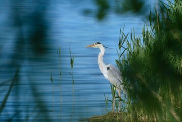 A grey heron sits on the shore of a pond with beautiful blue water. A grey heron in the nature habitat.  Ardea cinerea