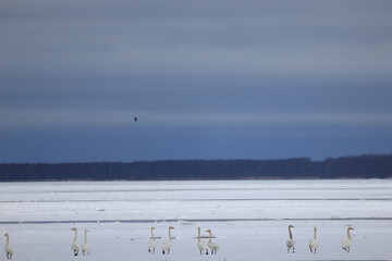 migration of migratory birds in nature, seasonal change