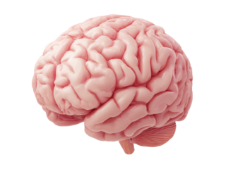 Human brain anatomy 3d model medical science, Isolated On White Background, Png Transparent
