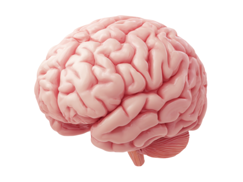 Human brain anatomy 3d model medical science, Isolated On White Background, Png Transparent