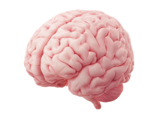Human brain anatomy detailed 3d render medical illustration, Isolated On White Background, Png Transparent