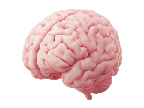 Human brain anatomy detailed 3d render medical illustration, Isolated On White Background, Png Transparent