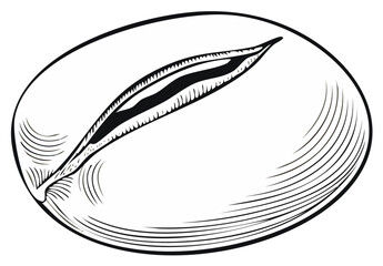 Engraved Style Illustration of a Coffee Bean Seed in Black and White Ink