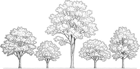 Obraz premium Black and white illustration of five deciduous trees in symmetrical row, varied height and canopy, nature sketch, landscape design reference