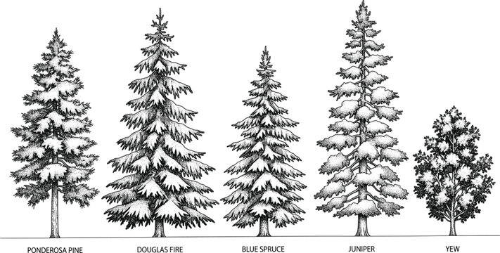 Black and white illustration of five coniferous trees&mdash;Ponderosa Pine, Douglas Fir, Blue Spruce, Juniper, Yew&mdash;botanical comparison, forestry reference