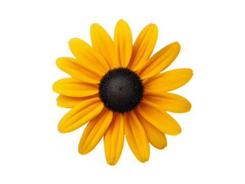 Vibrant yellow black eyed susan flower isolated on black background, Isolated On White Background, Png Transparent