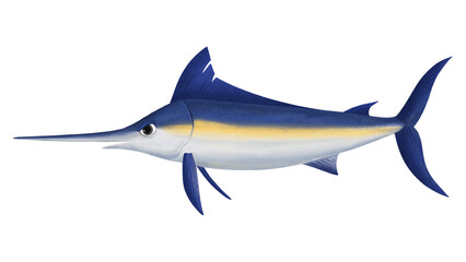 Fototapeta premium Marlin fish png sticker, animal illustration, transparent background