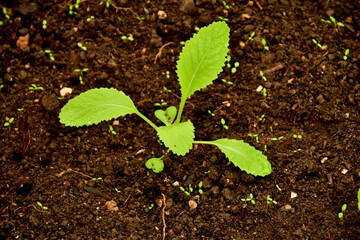 Chinese kale seedling in a greenhouse in autumn