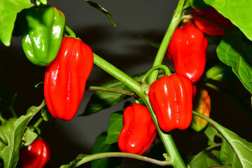 Habanero chilis on its plant in a closeup