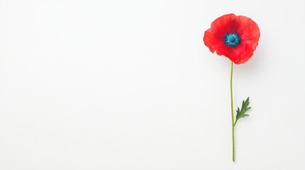 Bright red poppy flower on a minimal white background showcasing natural beauty and simplicity