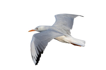 Slender-billed Gull flying isolated on transparent background png file