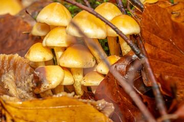 Wie kleine Laternen leuchten sie im feuchten Herbstlicht – Pilze, dicht an dicht, als wüssten sie um die Magie der Gemeinschaft. Zwischen Moos und Erde entfalten sie ihr stilles Wunder, zart und doch 