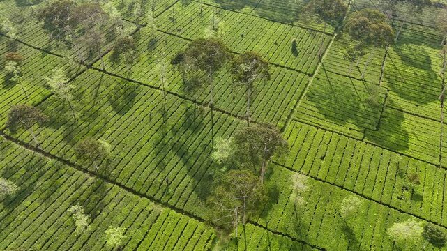 Aerial view of vibrant green tea fields arranged in geometric patterns with tall shade trees casting long shadows. Scenic aerial footage of tropical agriculture.