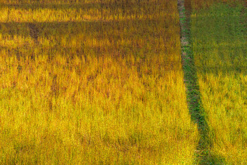 蕎麦畑の日差し