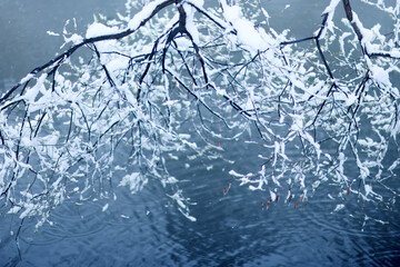 Tree branches covered in snow in a winter park, nature background, seasonal backdrop photo