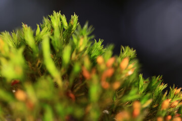 A close-up of moss in the forest, a small natural ecosystem in the photo