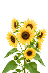 Bouquet of blooming yellow sunflowers with green leaves isolated on transparent background