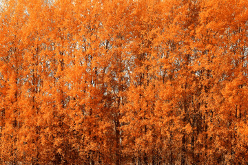 yellow birch trees background of autumn landscape with trees in bright color change