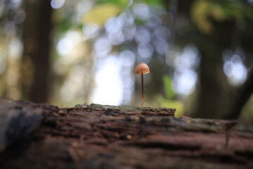 Small inedible mushrooms in the forest, macro photo of nature