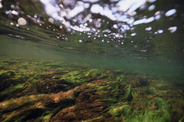 underwater photo of a swamp, dark green swamp water view of an ecosystem from underwater