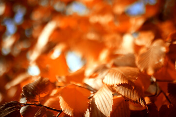 branches with autumn yellow leaves on trees, autumn background