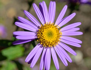 Fototapeta premium Radiant Purple Aster Blossom - A Close-Up of Floral Beauty.