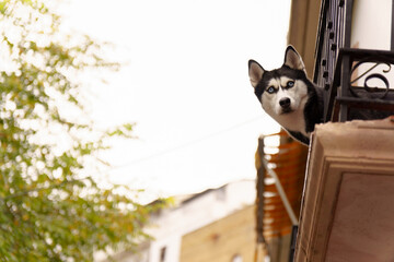 Siberian husky with striking blue eyes peeking over an urban apartment balcony, watching the busy city street below, curious and alert