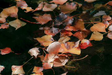 Colorful autumn leaves floating on a dark water surface, showing fall season concepts and natural decay