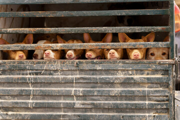 rehala Podenco dogs standing caged in a transport truck, moving for hunting day in ronda,malaga,spain.