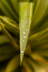 Green plant leaf covered in fresh water drops. Close-up view showing nature's beauty and cleanliness