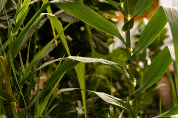 Green plant leaves with fresh water drops sparkling on their surface in a natural outdoor setting, showing growth