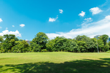 Obraz premium Public park in modern green city, Metro greenery space for clear ozone saving environment summer blue sky background