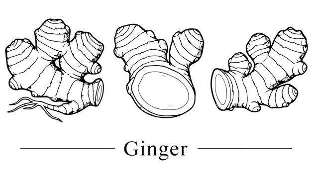 Three ginger roots are illustrated in a line drawing, showcasing their shape, texture, and cut cross-section.