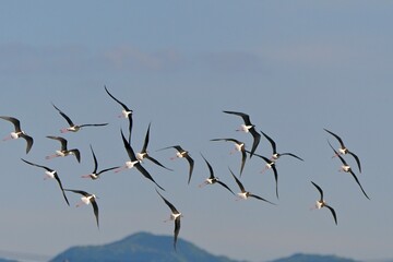 birds in flight セイタカシギ