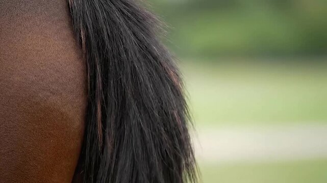 Close Up of Brown Horse Body and Black Tail Hair Waving in The Wind at Daylight Against Green Backdrop in Rural Setting Stock Footage for Animal, Equestrian, Beauty and Nature Related Projects