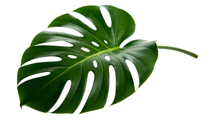 Vibrant tropical monstera deliciosa leaf with distinctive fenestrations, isolated on a white background, showcasing lush green foliage for design elements, botanical decor, or exotic nature concepts a