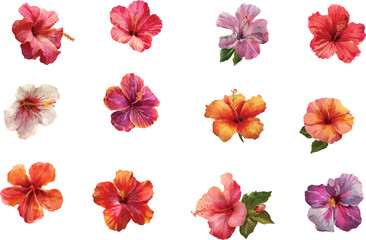 hibiscus flowers with green leaves isolated on white background