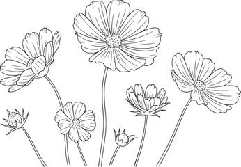 Delicate line drawing of blooming cosmos flowers and buds floral botanical © Mehedy