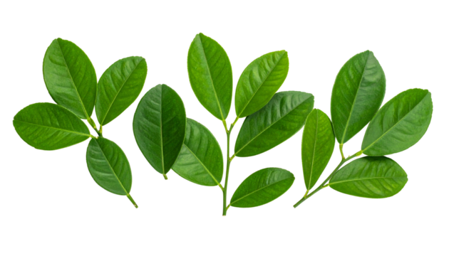 Pomelo foliage flat lay isolated on transparent background