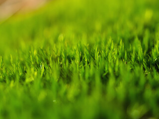 Explore the stunning and vibrant textures of green grass found in the beautiful outdoors of nature