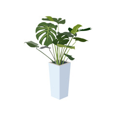 観葉植物　モンステラ　イラスト