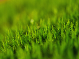 A CloseUp View of Lush Green Moss in its Natural Environment, Capturing Natures Beauty