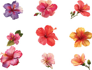 Fototapeta premium set of flowers isolated