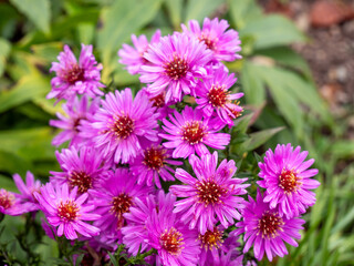 Obraz premium Close-up of pink aster flowers (Aster novae-angliae) in full bloom, bright autumn blossoms in a garden in Slovakia.